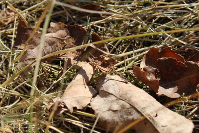 Close-up of lizard on ground