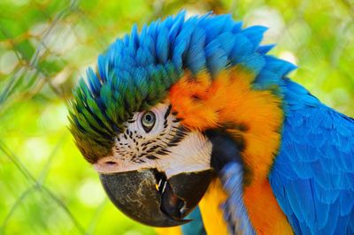 Close-up of peacock