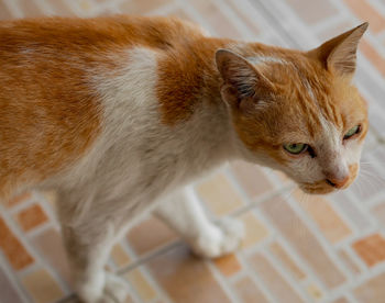 Close-up of cat looking away