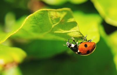 Close-up of ladybug on leaf