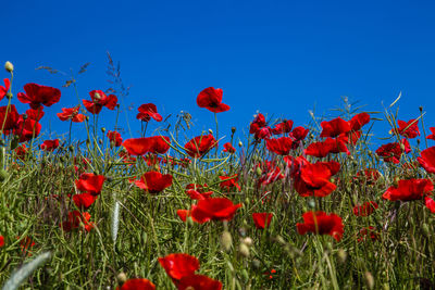 Red poppy flowers blooming in field