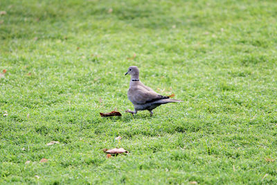 Bird on a field