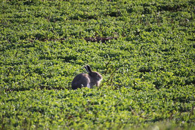 Sheep in a field