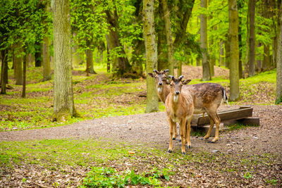 Horses in a forest