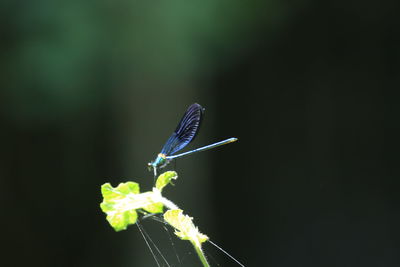insect