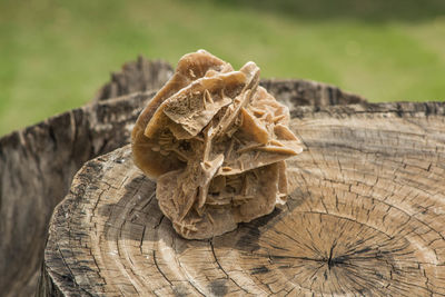 Close-up of dry leaf on tree stump