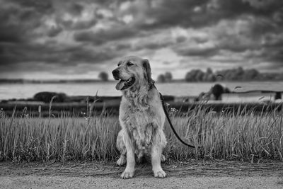 Dog looking away on field