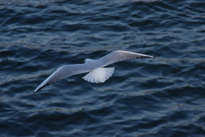 High angle view of seagull flying above sea