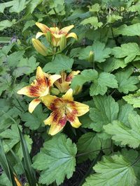 plant