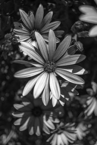 Close-up of flowers blooming outdoors