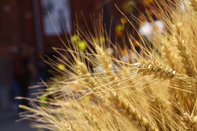 Close-up of wheat plant