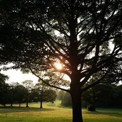 Silhouette trees on field against sky