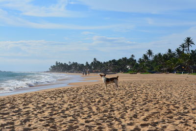 View of a dog on beach