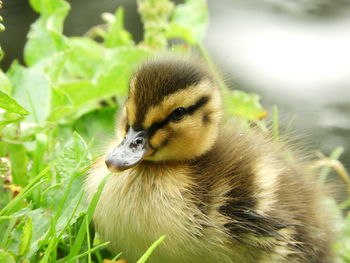 Close-up of a bird