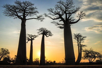 Silhouette tree against sky during sunset