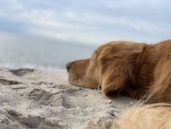 Close-up of a dog sleeping