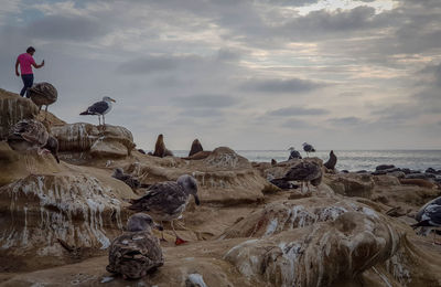Man standing seagulls at rock formations by sea against cloudy sky