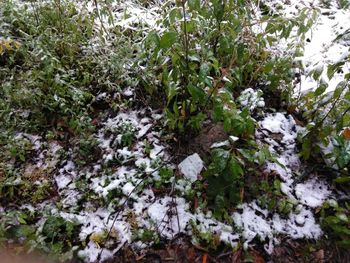 Plants growing in snow