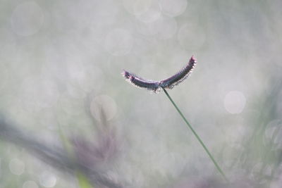 Close-up of purple flower buds