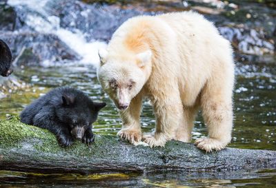 Bear and cub on wood in lake
