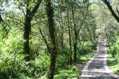 Narrow pathway along trees