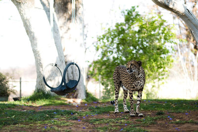 View of a cat on field