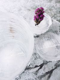 High angle view of flowers on ice