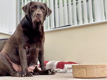 Portrait of dog sitting on table at home