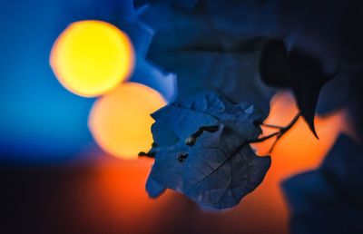 Close-up of leaf on tree