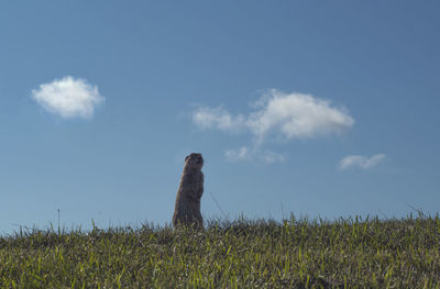 View of a horse on field against sky