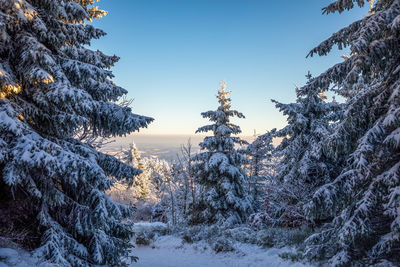 Snow covered pine trees in forest against sky