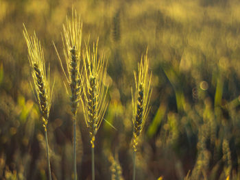 Close-up of wheat growing on field