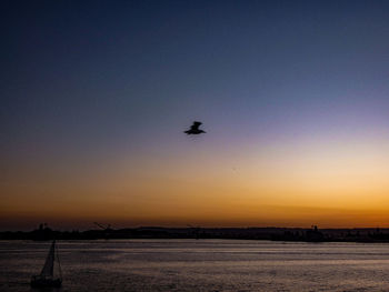 Silhouette birds flying in the sky