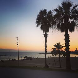 Palm trees on beach against sky during sunset