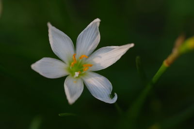 Close-up of water lily