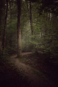 Trees in forest