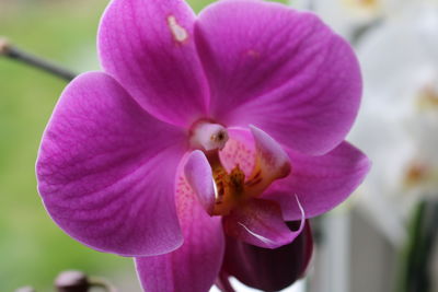 Close-up of pink flowering plant