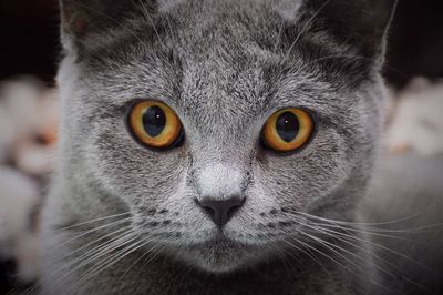 Close-up portrait of chartreux cat