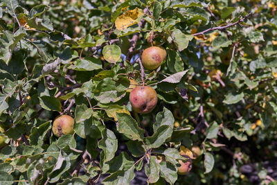 Close-up of apple growing on tree