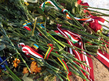 Full frame shot of red flowers