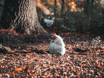 Bird perching on a tree