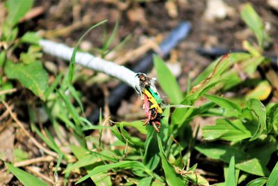 Close-up of insect on plant