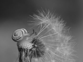 Close-up of tiny snail on dandelion 