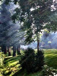 Trees growing on landscape