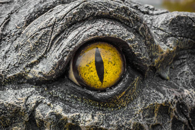 Close-up portrait of a turtle