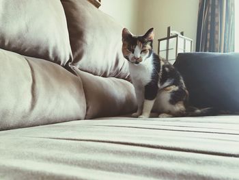 Cat sitting on sofa at home