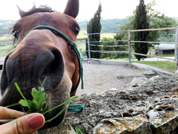 Close-up of hand feeding horse