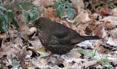 High angle view of female blackbird perching on snow covered leaves on the ground 