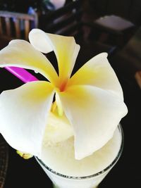 Close-up of white flower