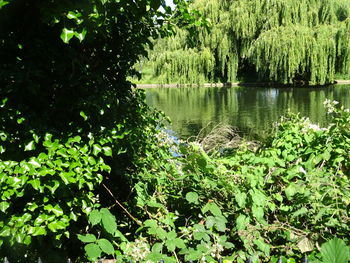 Scenic view of lake in forest